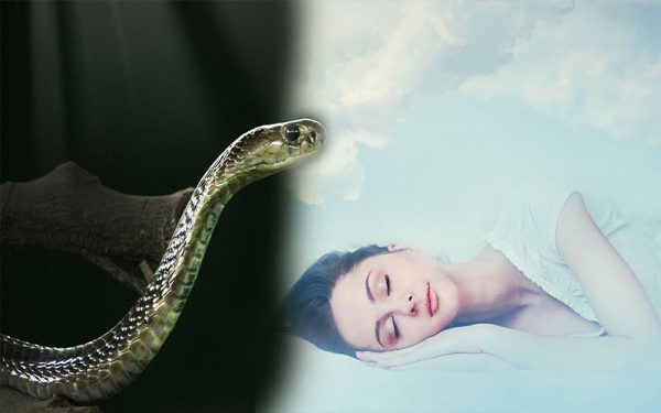 ฝันเห็นงูเขียวตัวยาว-punlekded.com