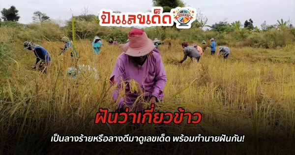 ฝันว่าเกี่ยวข้าว เป็นลางร้ายหรือลางดีมาดูเลขเด็ด พร้อมทำนายฝันกัน!