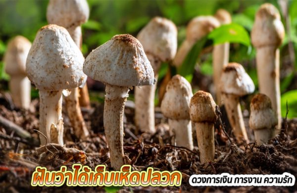 ฝันว่าได้เก็บเห็ด เลขเด็ด