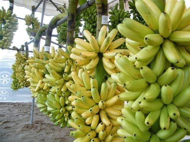 ฝันเห็นกล้วยหลายเครือ - punlekded