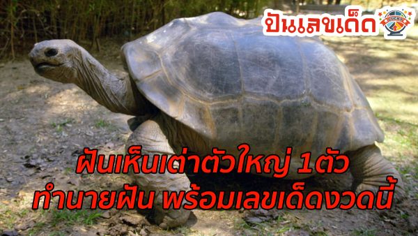 ฝันเห็นเต่าตัวใหญ่ 1 ตัว ฝันเกี่ยวกับเต่าหมายถึงอะไร ทำนายฝัน พร้อมเลขเด็ดงวดนี้