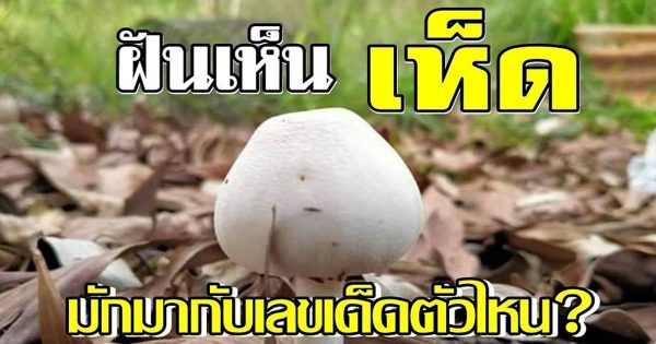 ตีเลขฝันเห็นเห็ด
