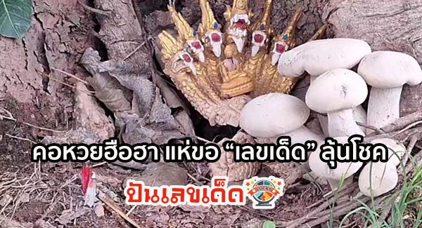 คอหวยฮือฮา เห็ดใต้ต้นโพธิ์ มีจำนวนดอกเท่าเศียรพญานาค แห่ขอ “เลขเด็ด” ลุ้นโชค