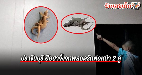 จิ้งจกให้โชค ฮือฮา จิ้งจกพลอดรัก ต่อหน้า เชื่อว่ามาให้โชค พร้อมตีเลขเด็ด