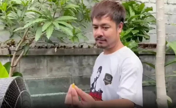 งูเขียว