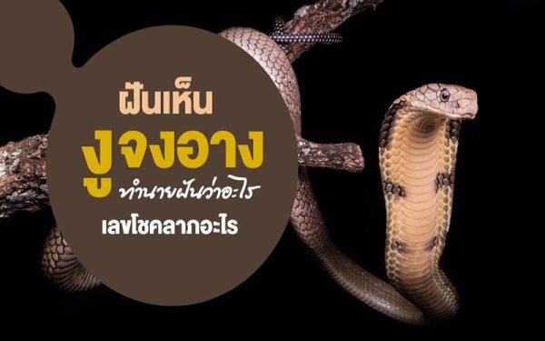 ฝันเห็นงูจงอาง-punlekded.com