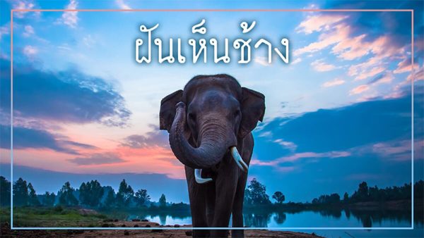 ฝันเห็นช้าง - ปันเลขเด็ด.com