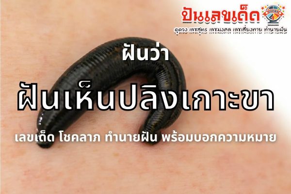 ฝันว่าปลิงเกาะขา ทำนายฝันบอกความหมาย โชคลาภ พร้อมบอกเลขเด็ด