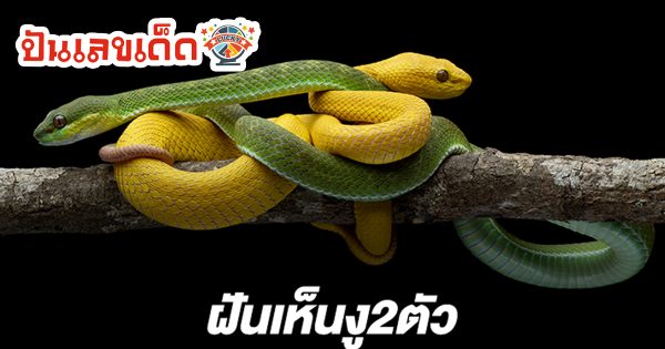 ฝันเห็นงู 2 ตัว ฝันเห็นงู ฝันเกี่ยวกับงู มีคำทำนายฝันว่าอะไร พร้อมเลขให้โชค