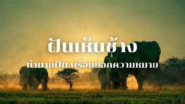 ฝันเห็นช้างใหญ่ - ปันเลขเด็ด.com