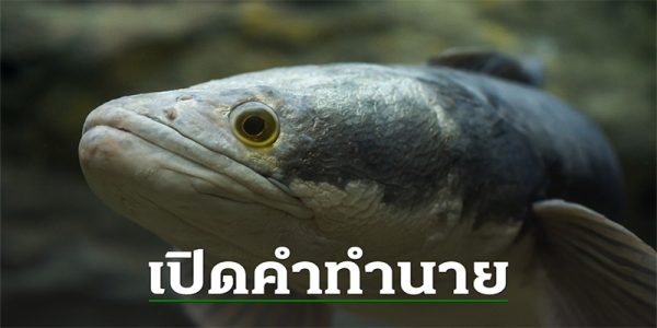 ฝันว่าได้จับปลาช่อน