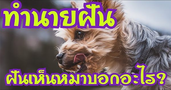 ฝันถึงสุนัข