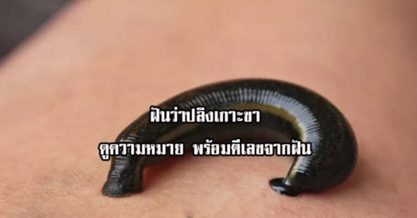 ฝันว่าปลิงกัดขาเลือดออก