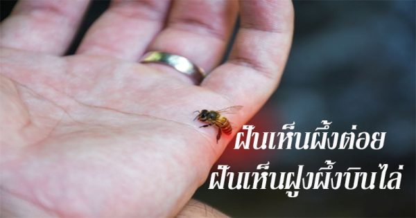 ฝันเห็นฝูงผึ้งบินไล่