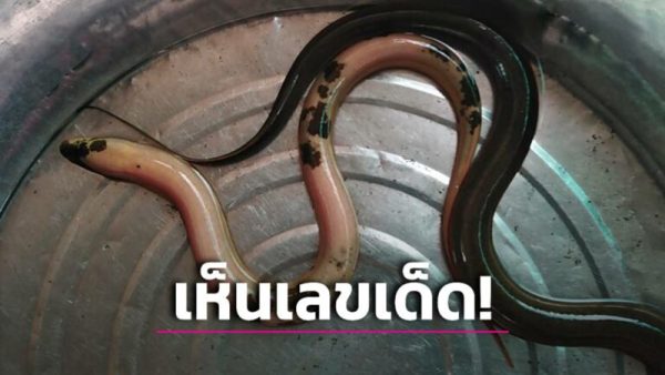 ฝันเห็นปลาไหล2ตัว