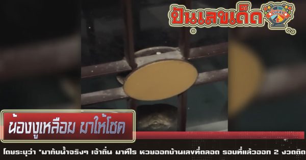น้องงูเหลือม มากับน้ำ คอหวยห้ามพลาด แนวทางซื้อหวยรัฐบาล แม่นๆ