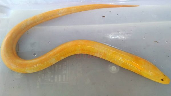 ปลาไหลทอง