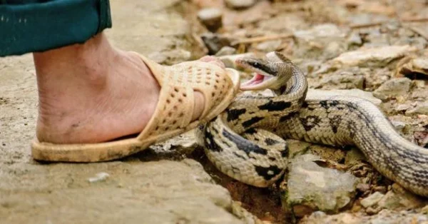 ฝันว่าโดนงูกัดเท้าขวา