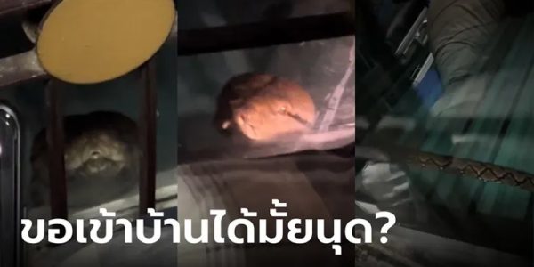 น้องงูเหลือม