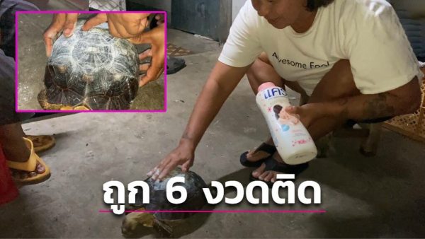 เจ้าไข่ต้มให้โชค