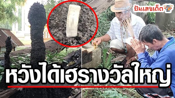 ชาวปราจีนบุรี ฮือฮา จอมปลวก2พี่น้องโผล่ต้นตะเคียนทอง พากันแต่งขันธ์5 ขอเลขเด็ด หวังได้เฮ รางวัลใหญ่