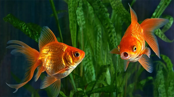 ฝันว่าได้จับปลาทอง เลขเด็ด-"Dreamed of catching a goldfish, lucky number"