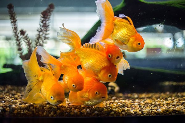ฝันว่าได้จับปลาทองหลายตัว-"Dreamed of catching many goldfish"