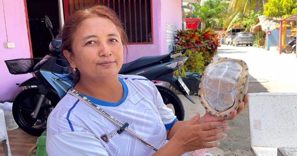 เต่าหับ ไม่มีหัว-ไม่มีขา - "Turtle has no head and no legs"