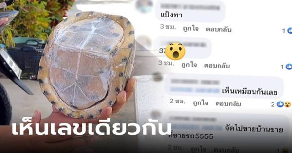 เต่าหับ ไม่มีหัว-ไม่มีขา - "Turtle has no head and no legs."