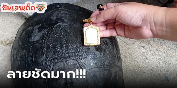 เต่าเดินเข้าบ้าน-"Turtle walks into the house"