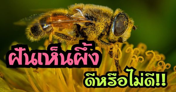 ฝันเห็นผึ้ง 1 ตัว