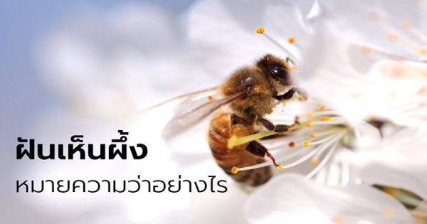 ฝันเห็นผึ้ง 1 ตัว