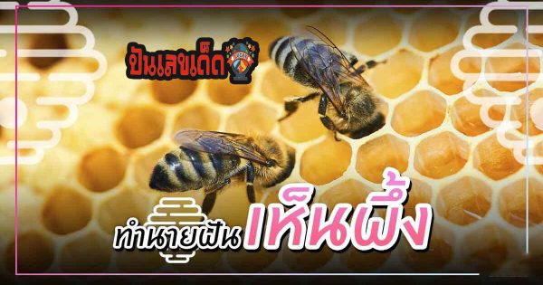 ฝันเห็นผึ้ง 1 ตัว ทำนายฝัน  เลขเด็ด เป็นลางดีหรือไม่ดี หมายถึงอะไร มาเช็กฝันแม่นๆได้ที่นี่