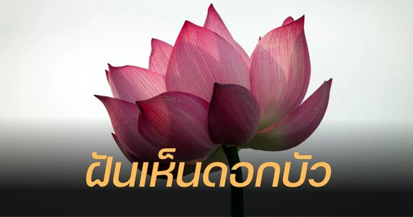 ฝันเห็นดอกบัวสีชมพู