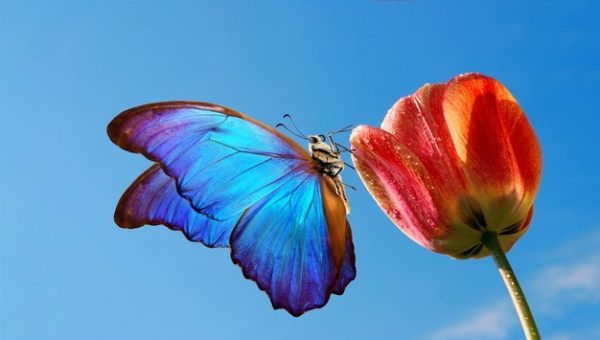 ฝันเห็นผีเสื้อตัวใหญ่ - "Dream of seeing a big butterfly"