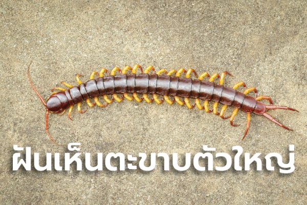 ฝันเห็นตะขาบตัวใหญ่ 2 ตัว - "Dream of seeing a big centipede"
