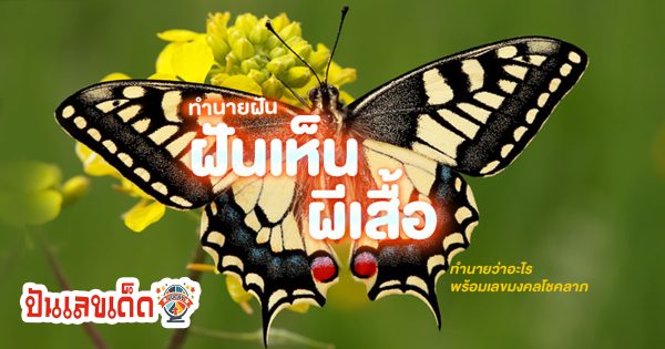 ทำนายฝันแม่นๆ ฝันเห็นผีเสื้อ 1 ตัว คำทำนายฝัน บ่งบอกถึงโชคลาภ การงาน และความรักอย่างไรได้บ้าง