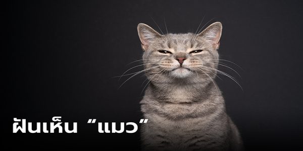 ฝันเห็นแมว-"Dream of seeing a cat"
