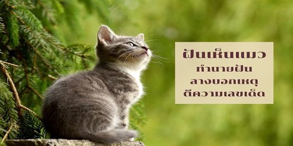 ฝันเห็นแมว-"Dream of seeing a cat"