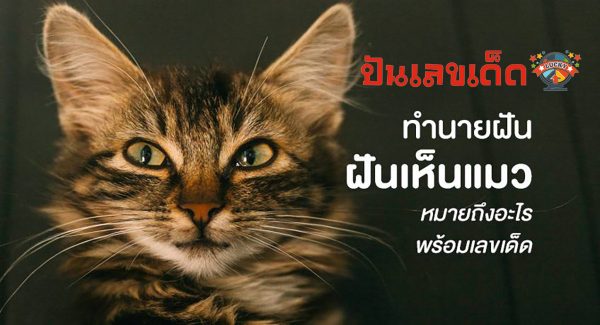 ทำนายฝัน ฝันเห็นแมว เปิดตำราทำนาย “ฝันเห็นแมว” ร้ายหรือดี จะมีโชคจริงไหม? พร้อมเลขเด็ดลุ้นรวย