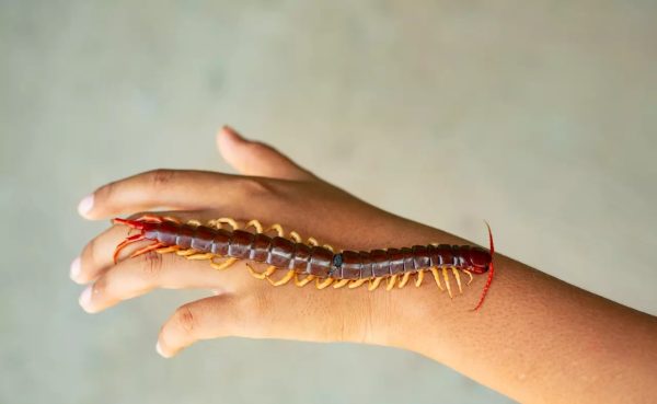 ฝันเห็นตะขาบไต่แขน - "Dream of seeing a centipede crawling up your arm"