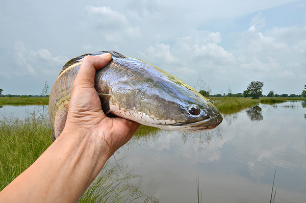 ฝันเห็นปลาช่อนตัวใหญ่-"Dream of seeing a large snakehead fish"