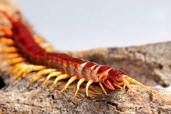 ฝันเห็นตะขาบสีแดง - "Dream of seeing a red centipede"