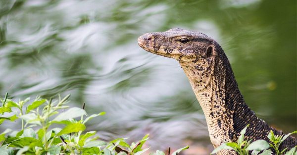 ฝันเห็นตัวเงินตัวทอง1ตัว -"Dream of seeing a silver or gold snake"