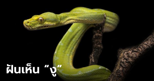ฝันเห็นตัวเงินตัวทองกับงู-"Dream of seeing a snake"