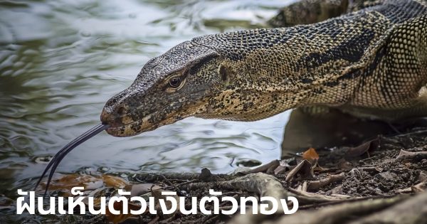 ฝันเห็นตัวเงินตัวทองกับงู-"Dream of seeing gold and silver"