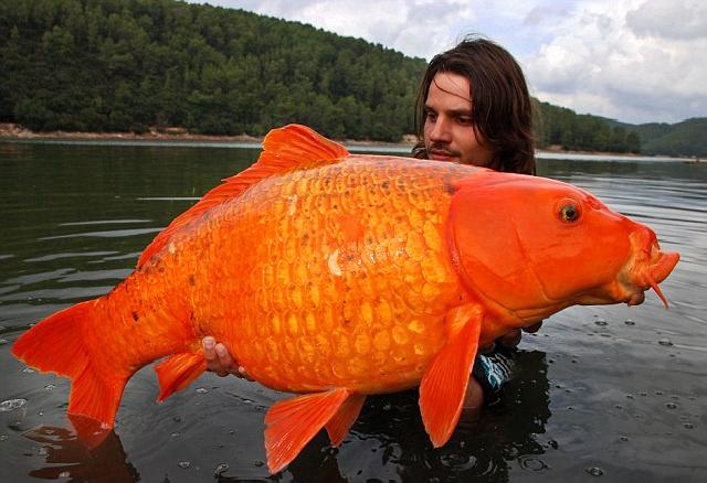 ฝันว่าจับปลาตัวใหญ่ ถูกรางวัลที่ 1 - "Dreamed of catching a big fish and winning first prize."