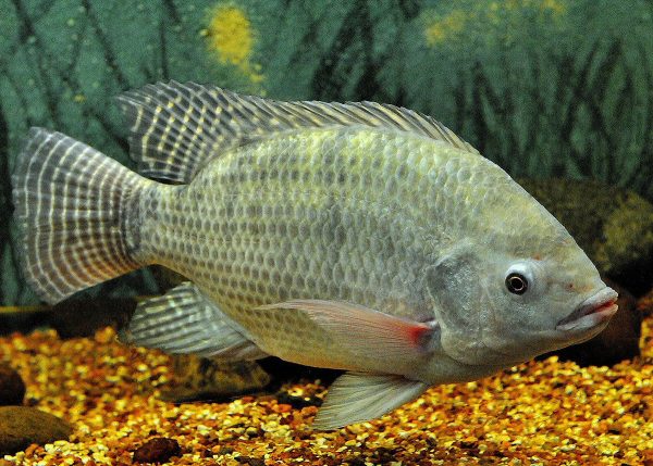 ฝันว่าได้จับปลานิลหลายตัว - "Dreamed of catching many tilapia."