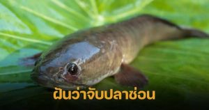 ฝันว่าจับปลาช่อนตัวใหญ่หลายตัว-"Dreamed of catching a lucky snakehead fish."