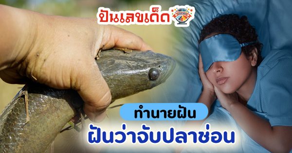 ฝันได้จับปลาช่อน อ่านคำทำนายฝันหมายความว่าอย่างไร พร้อมเลขเด็ดให้โชค ได้ที่ punlekded.com